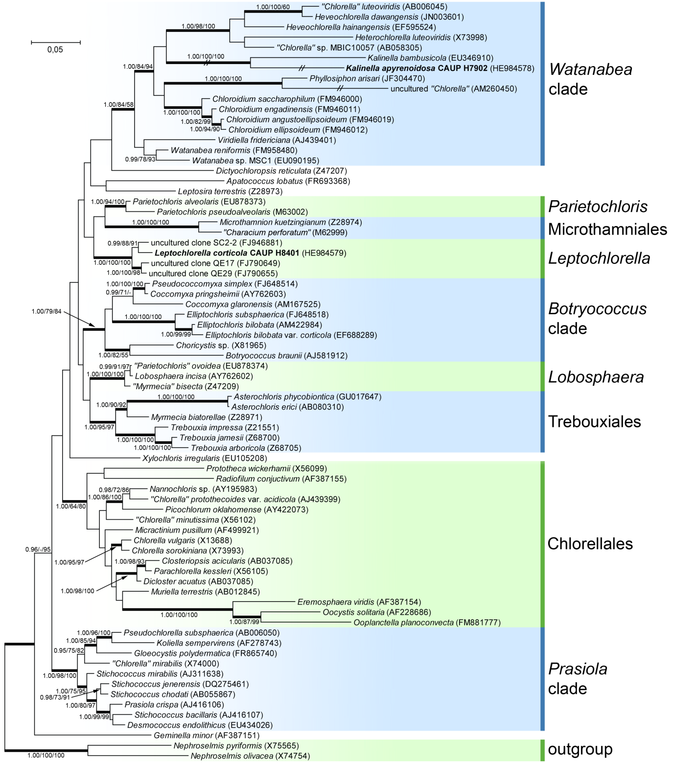 Příloha 1 Fylogeneze třídy Trebouxiophyceae podle studie