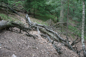 18 Aulonothroscus laticollis, nový druh pro faunu České republiky MERTLIK J.