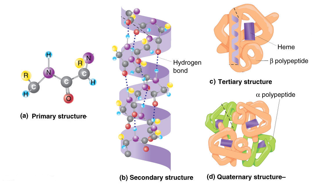 Obrázek 2.2: Centrální dogma molekulární biologie. Převzato z [26]. Obrázek 2.3: Primární, sekundární, terciální a kvartérní struktura proteinu. Převzato z [62].