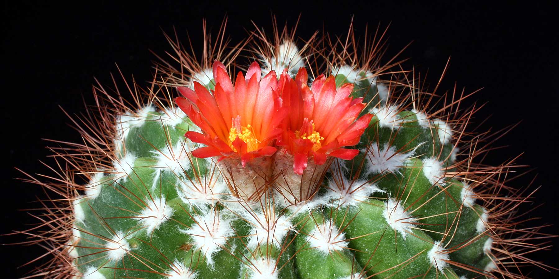 Zpravodaj Klubu kaktusářů Astrophytum Brno 2/2009 Zčinnostiklubu členskéavýborovéschůze.