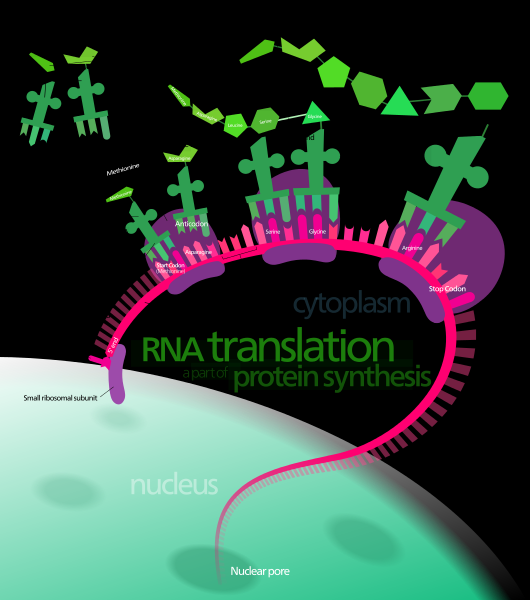 translace připojení jednotlivých aminokyselin(napojených na trna) do řetězce podle vzoru (mrna) probíhá na