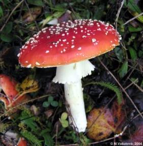 Houby s plodnicí muchomůrka červená - Amanita muscaria - účinná kyselina ibotenová a muskarin malá dávka nebo počáteční účinky větší dávky fyzicky stimulují a vyvolávají touhu po pohybu, muchomůrkoví