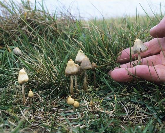 Houby s plodnicí rod lysohlávka Psilocybe psilocin a psilocybin 4 mg do 30 minut změny psychického stavu, vyšší dávky prohlubují efekty (zkreslení prostoru, času, změny vědomí,