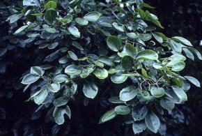 Rostlinné toxiny a jedy strychnin - alkaloid v semenech kulčiby dávivé (stromy a keře v tropických oblastech, v Indii 10m strom) dříve v humánní medicíně např.