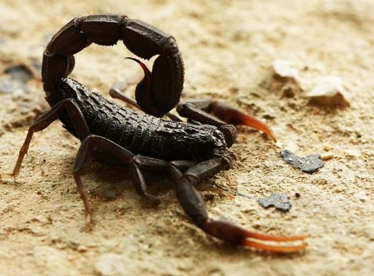 Živočišné toxiny a jedy jedy škorpionů (scorpionidea) http://commons.wikimedia.