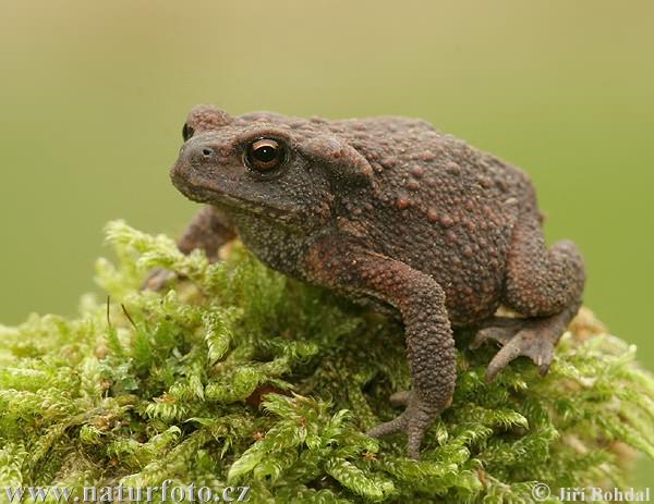 Živočišné toxiny a jedy jedy obojživelníků (amphibia) žáby čeledi Ropuchovitých (Bufonidae): ropucha obecná (Bufo bufo), ropucha zelená (Bufo viridis), ropucha krátkonohá (Bufo calamita) toxiny