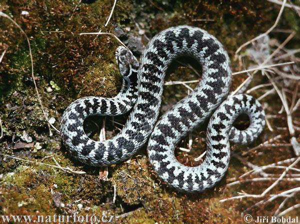 Živočišné toxiny a jedy jedy hadů (ophidia) z více než 3500 druhů hadů je přibližně 375 považováno za nebezpečné pro člověka jedovatí hadi jsou rozšířeni po celém světě, avšak existují i