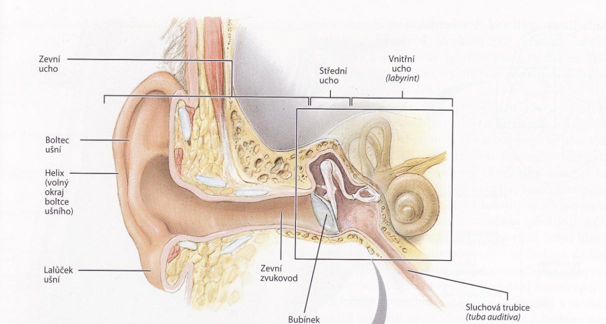 Ucho člověka lze rozdělit na tři hlavní části, kde první je vnitřního ucho, druhá část je střední ucho s Eustachovou trubicí a třetí je vnější ucho. Obrázek č.