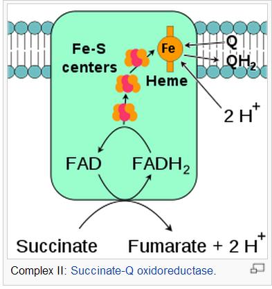 Přítomny jsou dva druhy: <--Fe2-S2 cluster <---Fe4-S4 cluster Elektrony se přenesou až na molekulu koenzymu Q 10.