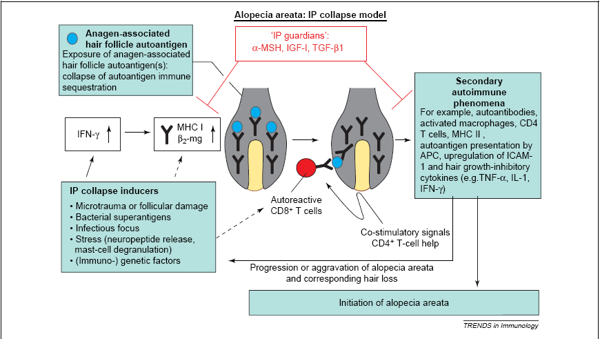 Kolaps imunologického privilegia v patogenese alopetia