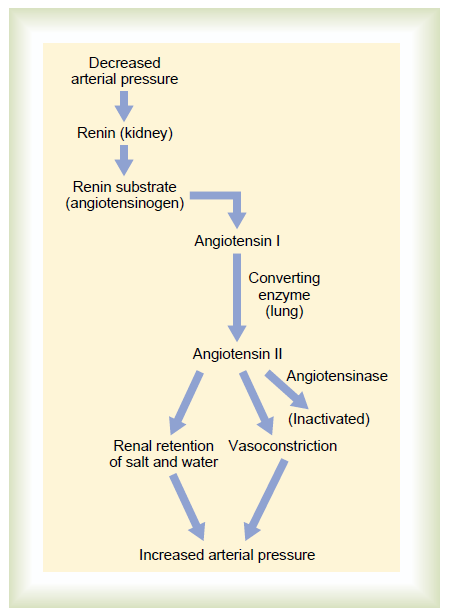 Renin-angiotensinový systém Guyton A. C.