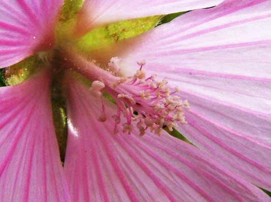 synandrium Cucurbita pepo http://biomikro.vscht.cz/groups/biologie/ kvet/naprst.html Sestavy a formy tyčinek nejčastěji po 5 u dvouděložných rostlin, po 3 (resp.