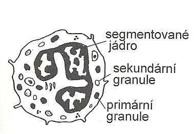 a) Neutrofilní granulocyty Pro neutrofily je charakteristické segmentované jádro, a v cytoplazmě různě zbarvená granula.