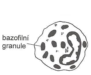 Obr. 3. Eozinofil (Toman, 2009) c) Bazofilní granulocyty Bazofily jsou krátkověkým, terminálním stádiem v krvi.