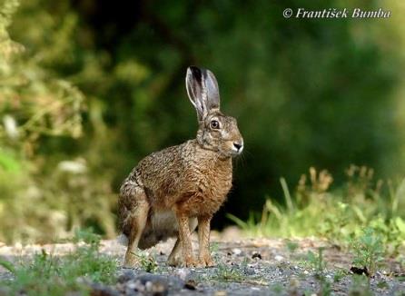 Jaký je rozdíl mezi těmito dvěma živočichy? Králík divoký Zajíc polní 31 32 31 http://www.naturfoto.