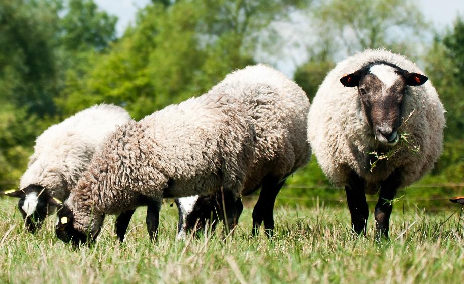 Chov ovcí Ovce domácí je sudokopytník, přežvýkavec. Je chována na celém světě. Je jedním z nejstarších domestikovaných zvířat. V současnosti se chová asi 600 plemen.