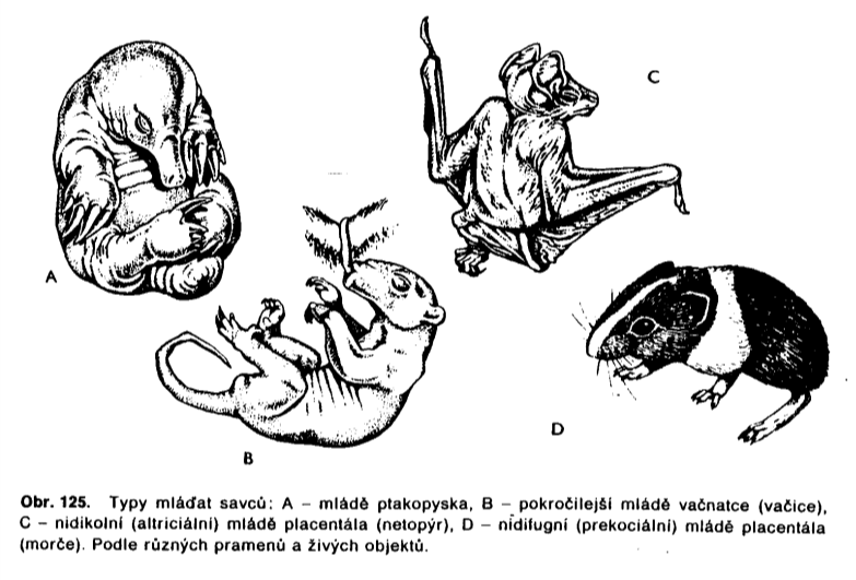 Potravní specializace - nespecializace - schopnost vyuţití všech potravních zdrojů od druhohorních zástupců.