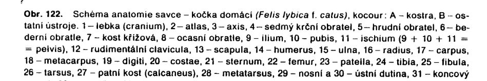 Kostěnná kostra Synapsidní lebka, autostylní akinetická, platybazická, bikondylní. Spodní čelist pouze dentale, druhotný čelistní kloub, 3 sluchové kůstky, tvrdé patro.