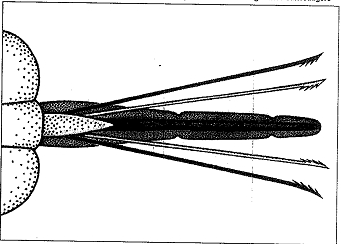 4303f 4305e Carabus sp.