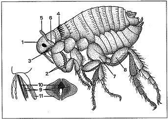 Ctenocephalus canis, blecha