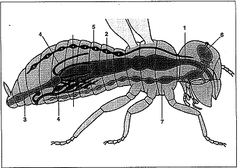 4322d 4323e Drosophilia,