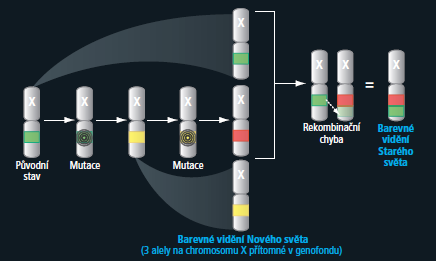 Evoluce barevného vidění Společní předci primátů Starého a Nového světa = původní primitivní