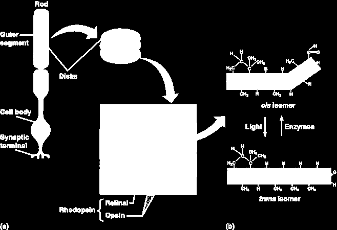 Biochemie fototransdukce 11-cis-retinal vazba na rhodopsin (K296) Fotoizomerace na all-trans-reinal při 500nm