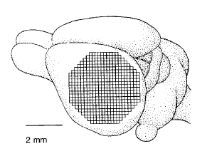 6.3. Populace buněk (neuronů): Obr.10: Mozek obratlovců s přiloženým 464- prvkovým fotodiodovým polem. Každý pixel v poli přijímá světlo z tisíců buněk a procesů.