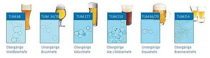 Pivovarské kvasinky Pro každý typ piva jsou vhodné jiné kvasinky (ležák,