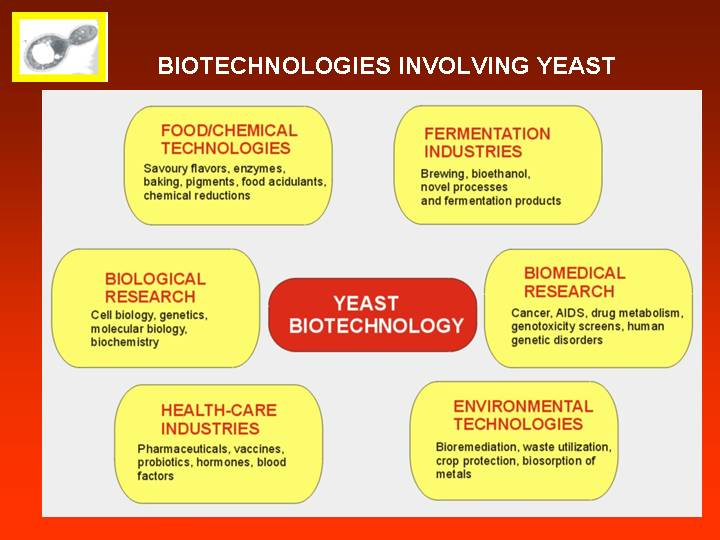 Biotechnologie klasická x rekombinantní http://distillers.