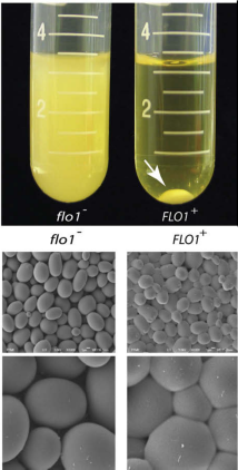 FLO geny geny FLO1, FLO5, FLO9, FLO10, FLO11, Lg-FLO kódují zymolektin gen FLO8 je