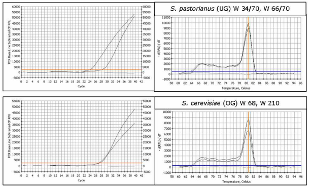 Real time PCR (Hutzler, 2010) systém pro rozlišení spodních a svrchních pivovarských kvasinek