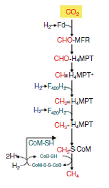 specializovaných mikroorganismů, zahrnující hydrolytické, fermentační, syntropní a acetogenní bakterie (Nazaries et al., 2013).