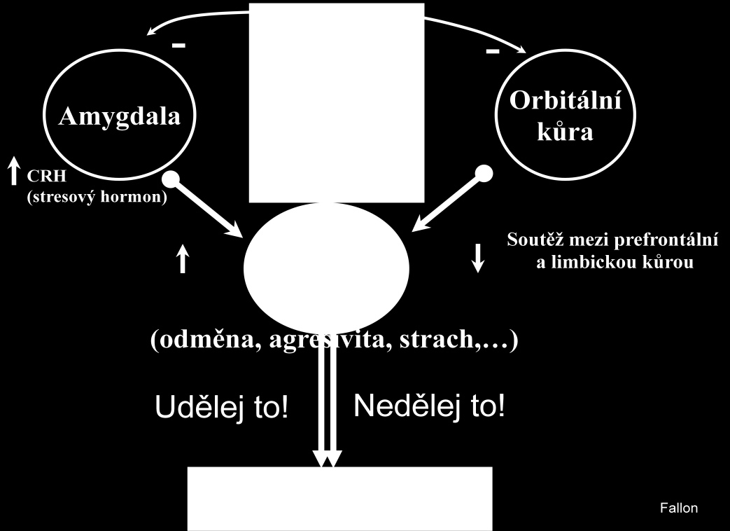 AT Adult murderer Teenaged murderer Orbital cortex (ORB) and anterior temporal cortex (AT) Mod Amen 2004 Vlevo dole vidíme mozek dospělého psychopatického vraha a napravo vraha dospívajícího.