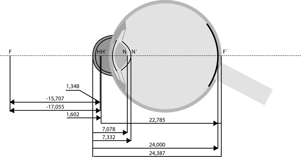 3.6 Gullstrandův model oka Pro představu chodu světelných paprsků okem a jejich teoretických výpočtů zobrazení oka je třeba znát základní optické parametry všech struktur, jeţ se podílejí na