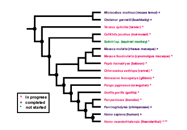 Primátí genomika člověk 2001