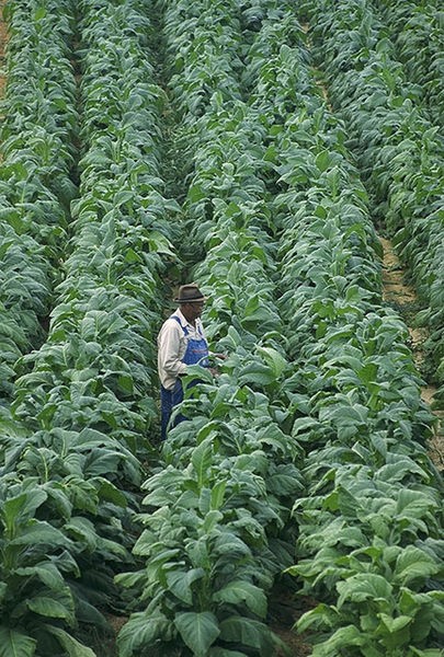 - rostlina tabák: pochází z Ameriky v současnosti se pěstuje v Číně, Indii a Brazílii nikde