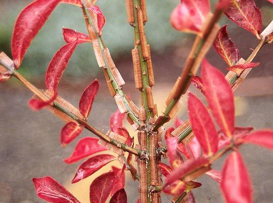 VIBURNUM farreri (Kalina vonná) Speciální použití: medonosná dřevina, poskytuje potravu ptactva, doporučováno Svazem školkařů ČR, v ţivých plotech volně rostoucích Výška: v rozmezí 2,5-3 m Šířka: v