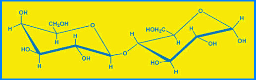 Laktóza je disacharid skládající se ze dvou hexóz: D-glukózy a D-galaktózy. Ty vytvářejí pomocí β-glykosidické vazby 4-O-β-D-galactopyranosyl-D -glukopyranózu (Obr. 1). Obr.