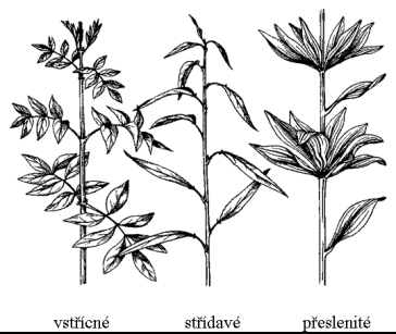 b) slžené zpeřený (lich, sud) dlanitý (příčetný ) Dělení pdle způsbu pstavení listů: listy střídavé Listy vstřícné Listy přeslenité Mezfyl = mezi svrchní a spdní pkžku Palisádvý parenchym = pd