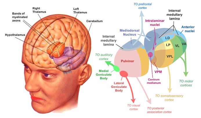 Thalamus přepojovací stanice poslední mezičlánek před vstupem do kůry integrace senzorické, motorické, vegetativní nervové aktivity Dominující příznaky závisí na lokalizaci