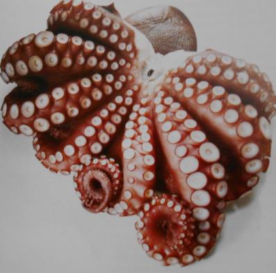 CHOBOTNICE Chobotnice, anglicky octopods, mají na rozdíl od sépií, olihní a kalmarů jen osm ramen. Nemají prodloužená chapadla ani vnitřní schránku.