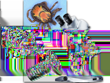 Úvod Modul Deep Focus 3.1 je přídavný softwarový modul k programům řady QuickPHOTO určený k vytváření snímků s extrémní hloubkou ostrosti, mnohem větší než je hloubka ostrosti optických mikroskopů.