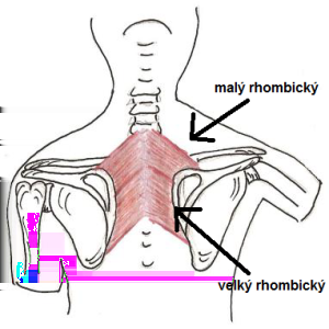 Mezilopatkové svaly: Malý rhombický sval: Leží šikmo mezi lopatkou a páteří. Začíná od trnů šestého a sedmého krčního obratle.