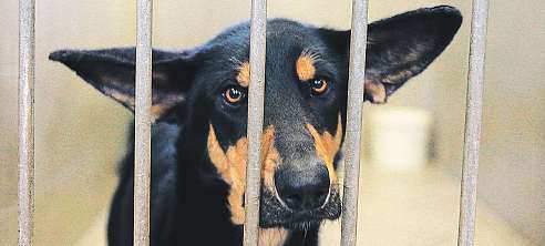 Ty odebrala původním majitelům v roce 2012 krajská veterinární správa kvůli týrání. O psy ovšem zatím nikdo neprojevil zájem.
