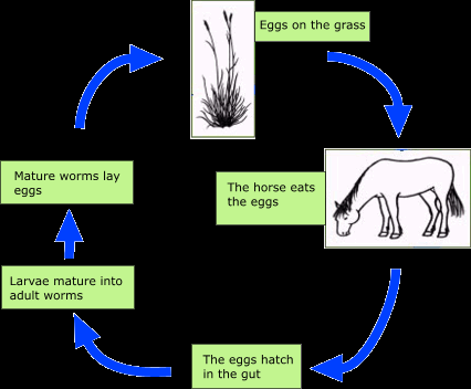 Napadené hříbě se pozná podle nápadně nafouklého břicha a matné srsti (The merck veterinary manual, 2008). Obr 136 (Johnstone, C.) Obr. 137 (Campfield,J.) obr. 136 škrkavka koňská, obr.