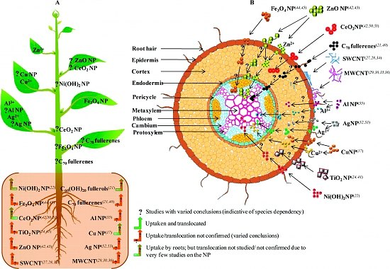 ... Obrázek 8: Příjem, translokace a biotransformační cesta různých nanočástic v rostlinném systému. A) Rostlina vykazuje selektivní příjem a translokaci nanočástic.
