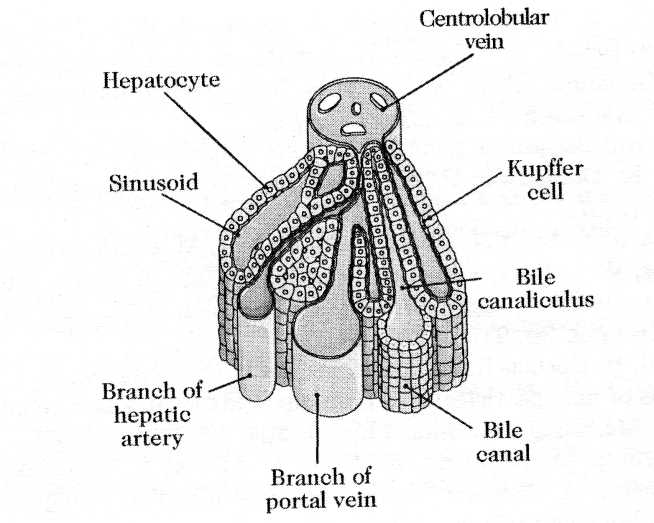 zymy. Funkcionalizované nanočástice mohou v játrech ztratit svůj obal nebo být modifikovány (Baenza-Squiban a Lanone 2011).