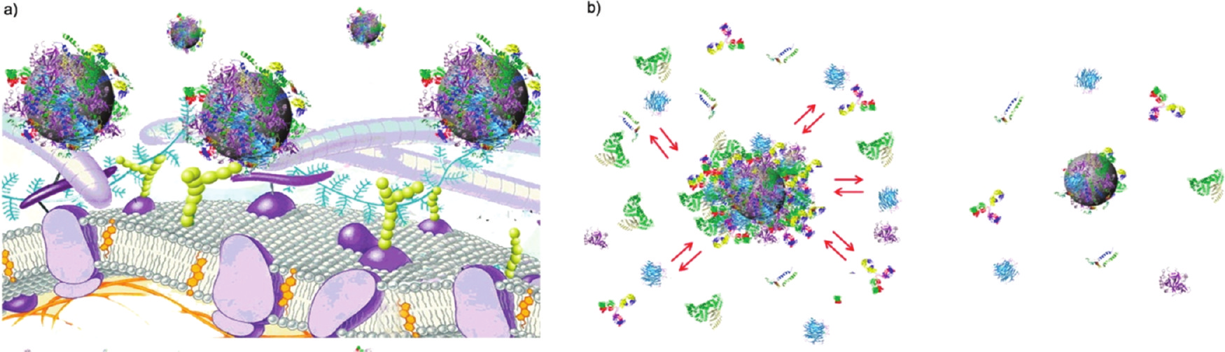 slabě interagují s povrchem nanomateriálu, např. pegylované nanočástice (tzn. s vrstvou polyetylen glykolu) (Walczyk a kol. 2010).