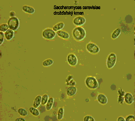 Uţitečné plísně a houby Biotransformace fermentace - kvasinky potravinářství kynutí těsta,